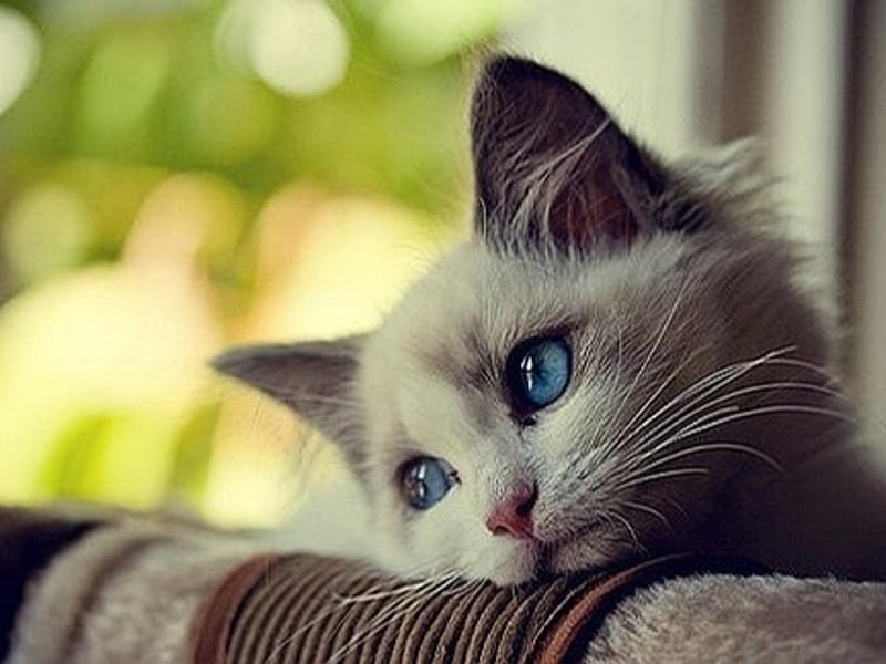 威露士泡沫洗手液