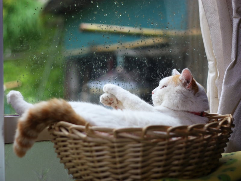 暴雨天躲在被窝胡思乱想