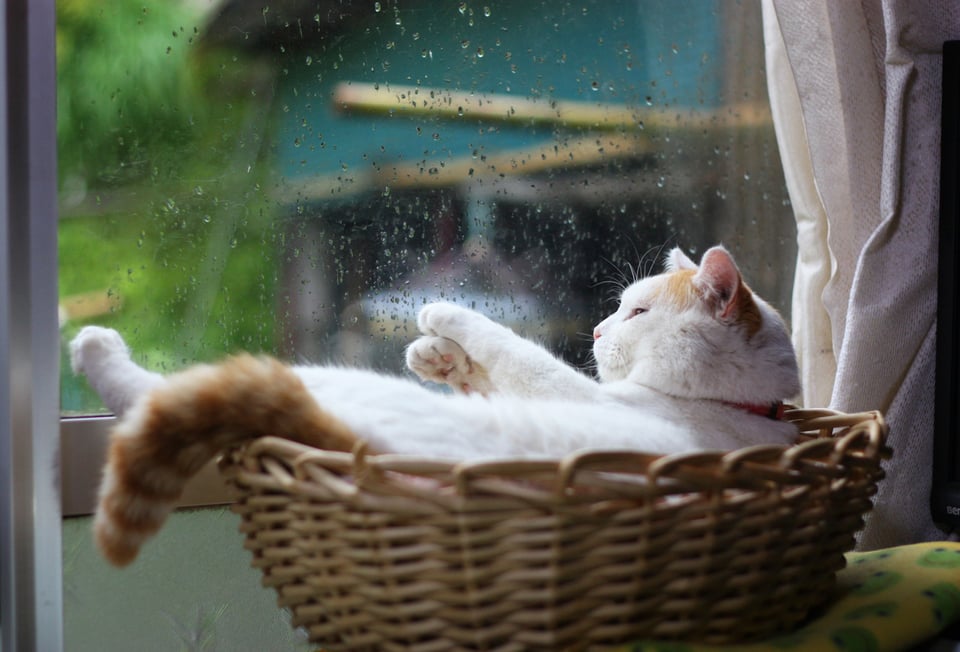 暴雨天躲在被窝胡思乱想