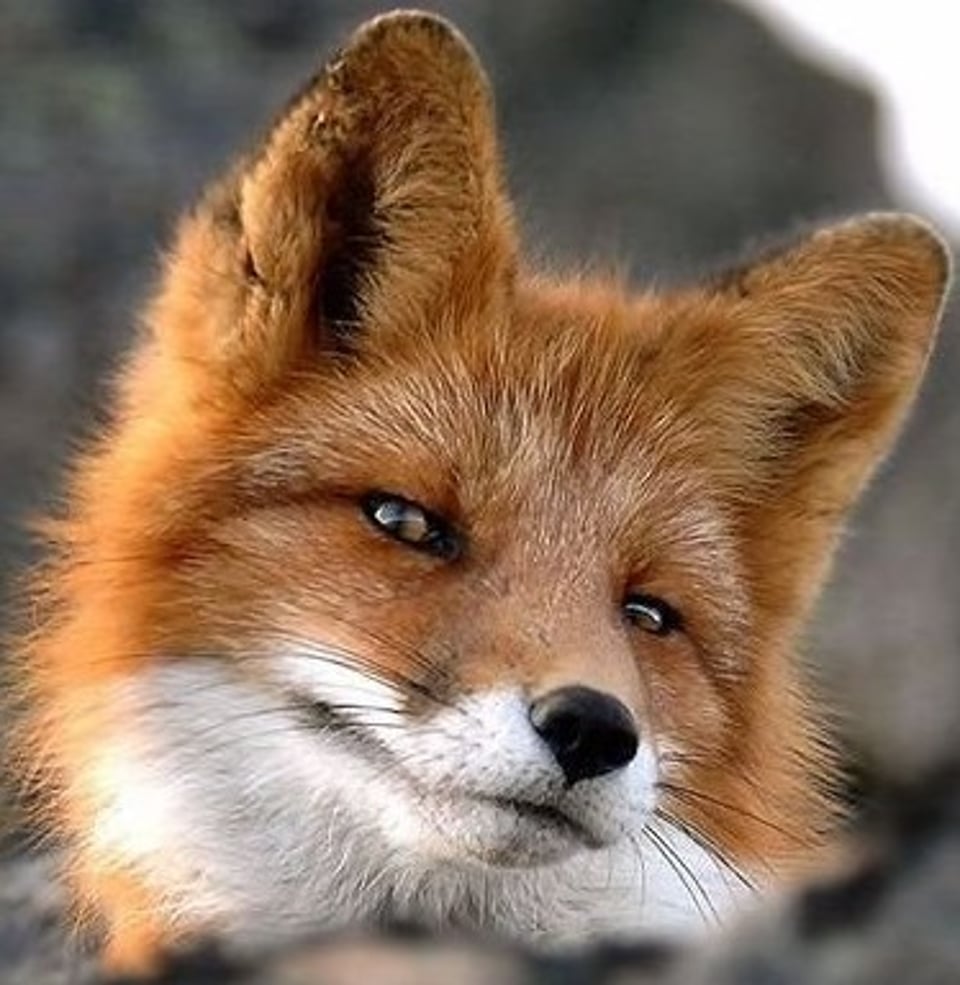 香蕉扒皮送进冷冻室嘻嘻