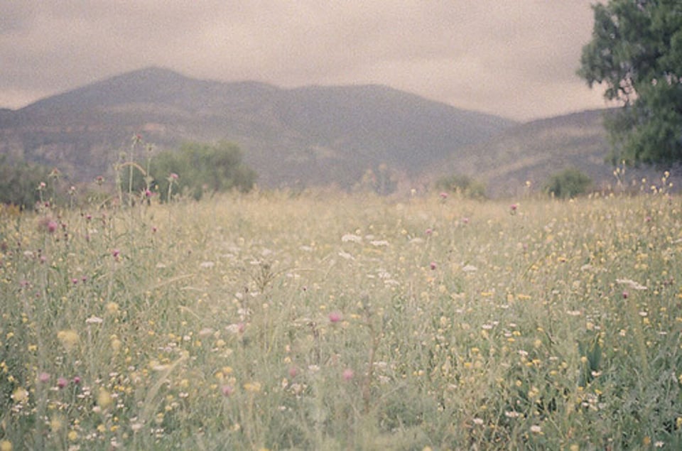 田间树林青草的芬芳气息