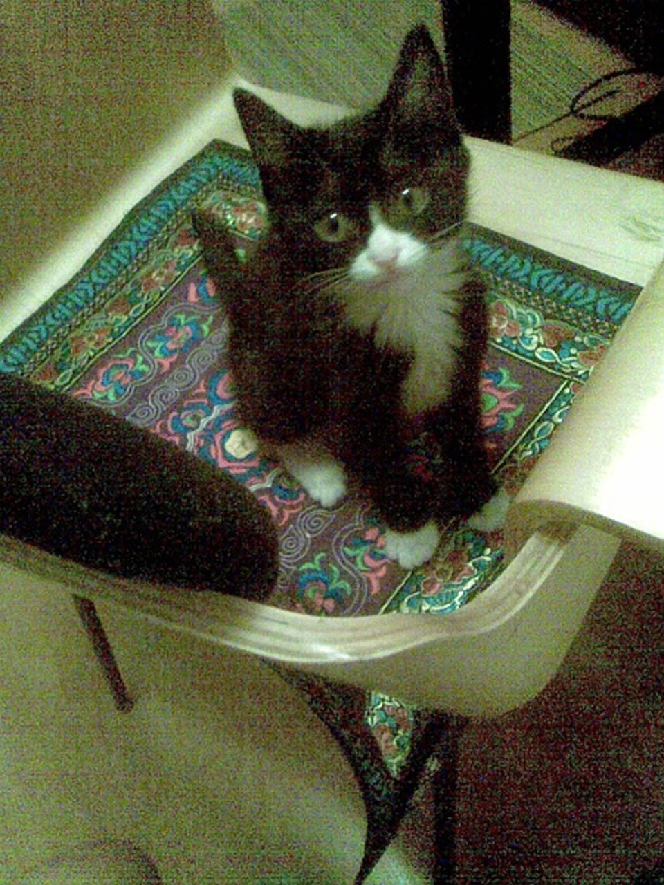 对猫的一种莫名喜欢