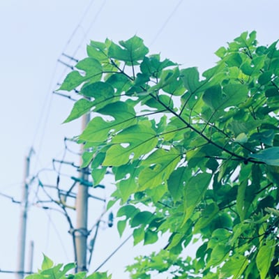 大片大片的浓郁的绿色