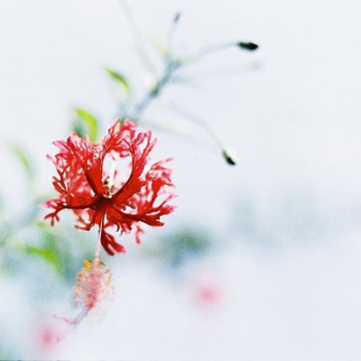 这样子的日暖花开