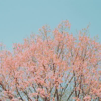 这样子的日暖花开