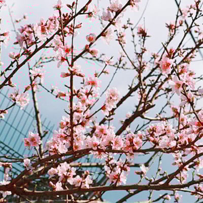 这样子的日暖花开