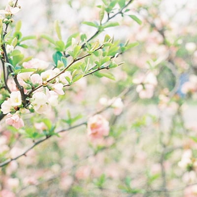 这样子的日暖花开