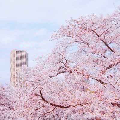 这样子的日暖花开