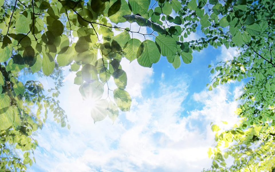 叶子里透过的阳光