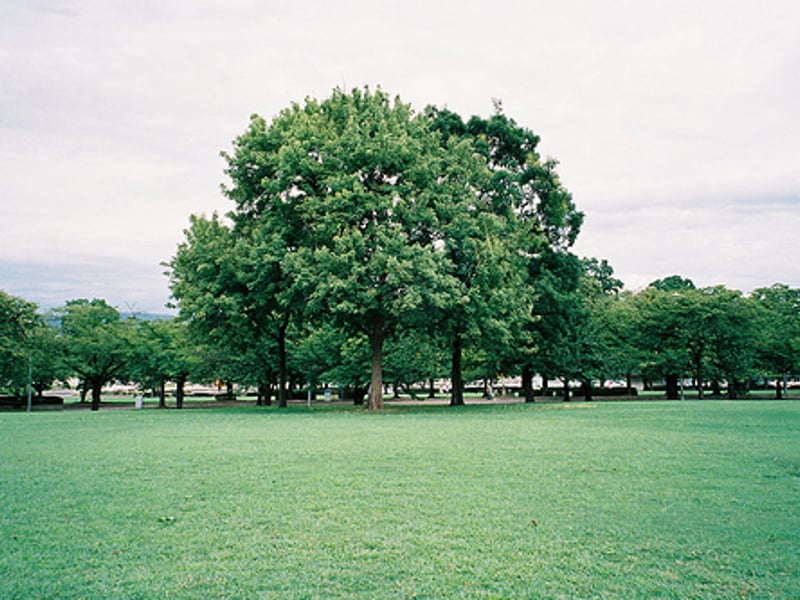 我喜歡被綠色環繞著的感覺