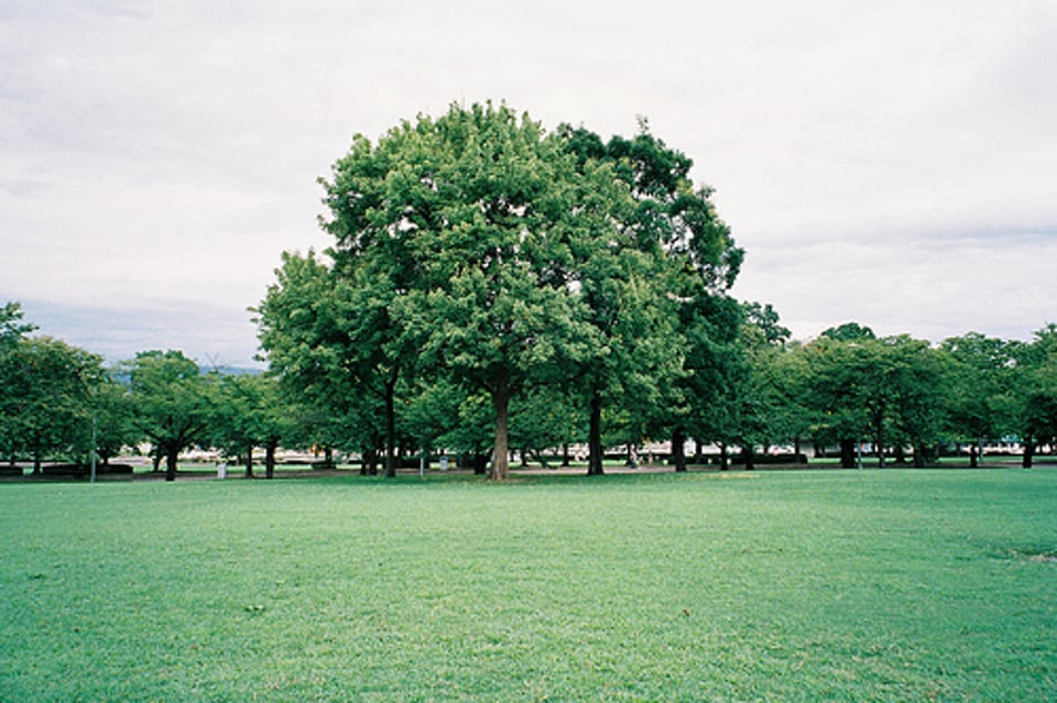 我喜歡被綠色環繞著的感覺