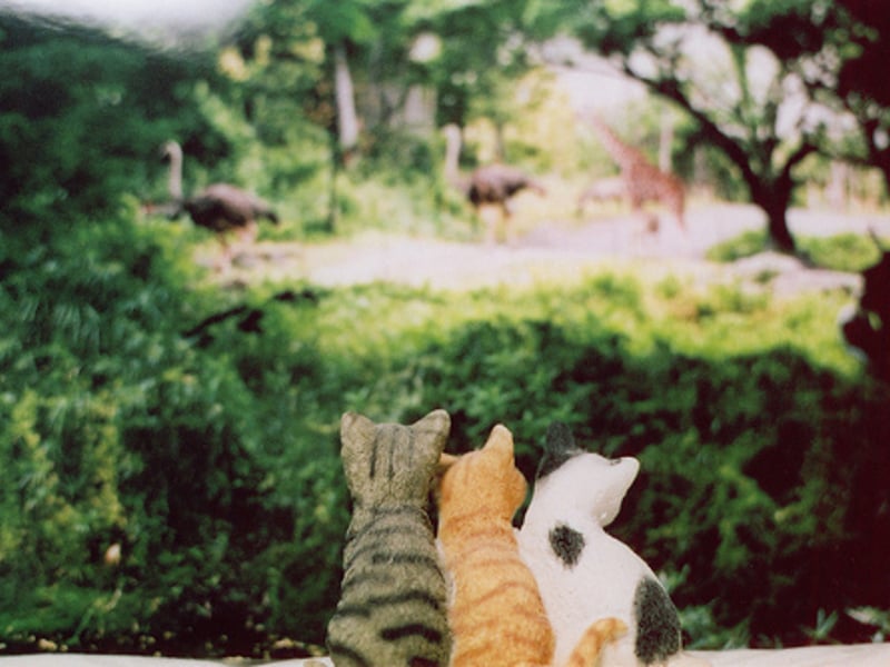 真希望家裡有一個小動物在