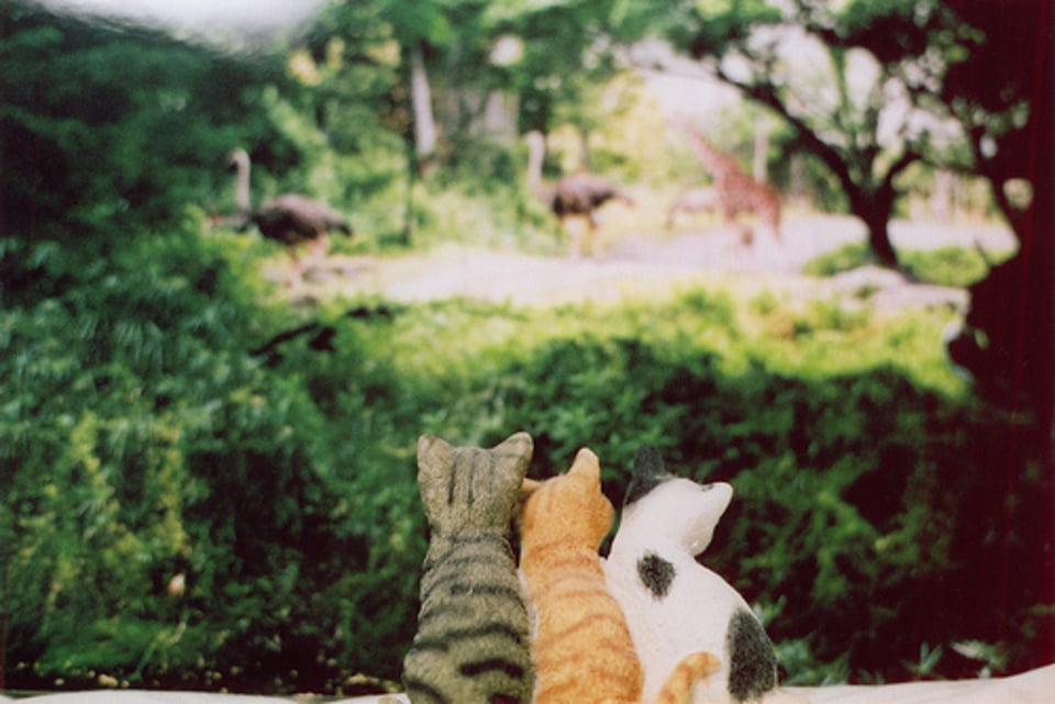 真希望家裡有一個小動物在