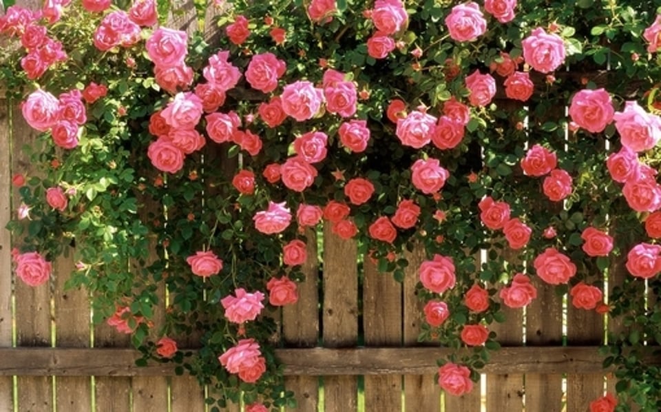 我喜歡花朵沒有理由