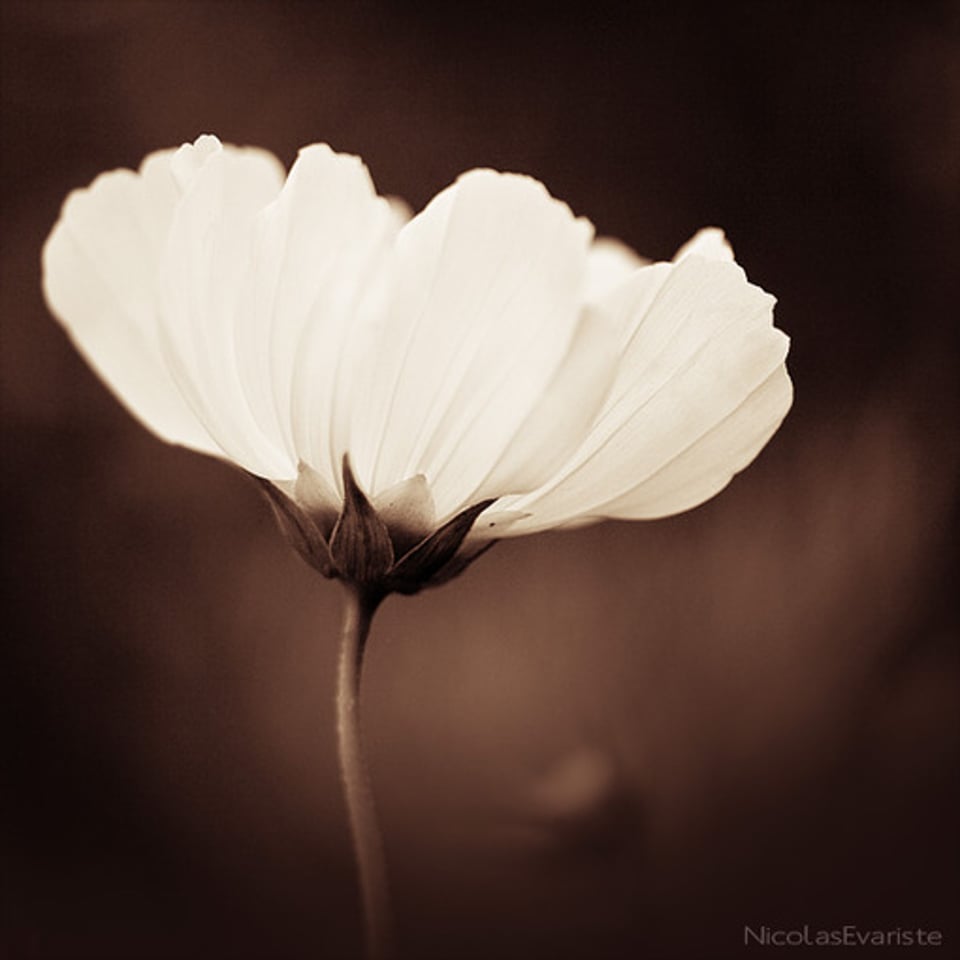 只给你一个人的耐心与包容