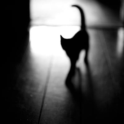 黑色的猫