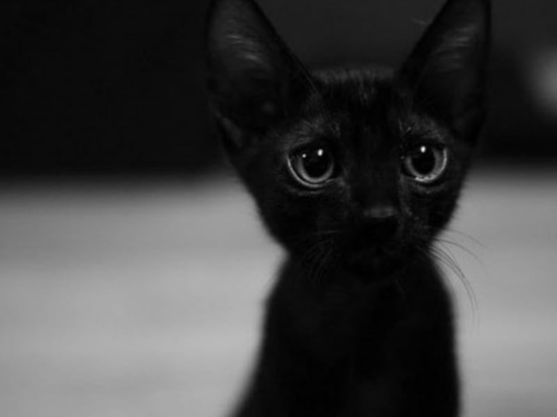 一只叫柒九的黑色猫咪