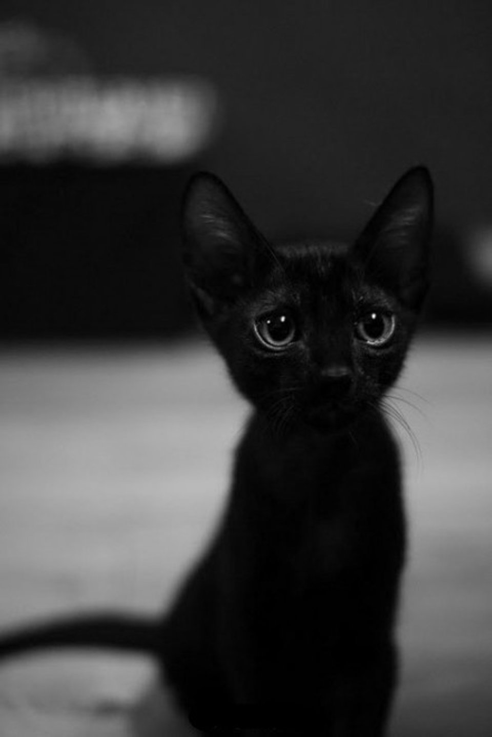 一只叫柒九的黑色猫咪
