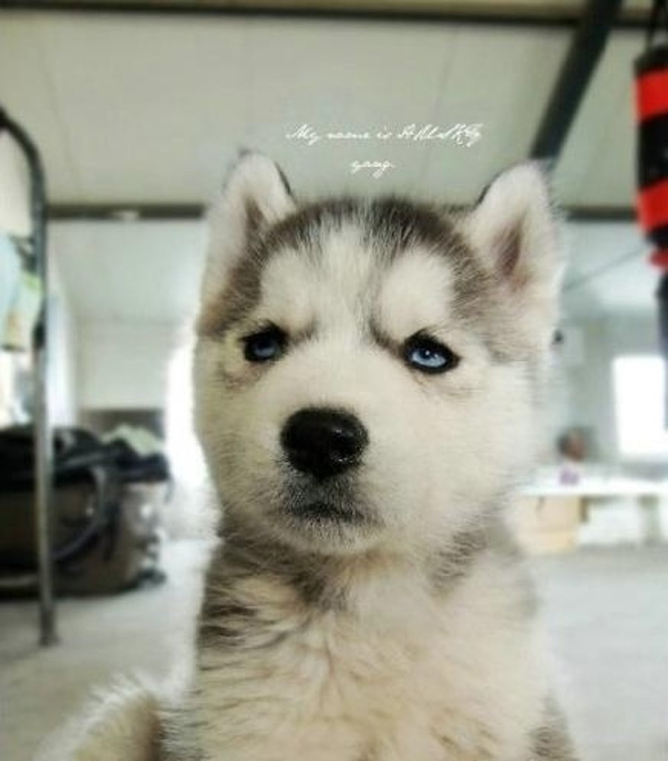 西伯利亚雪橇犬