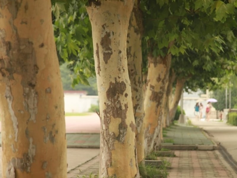 香樟叶子的味道