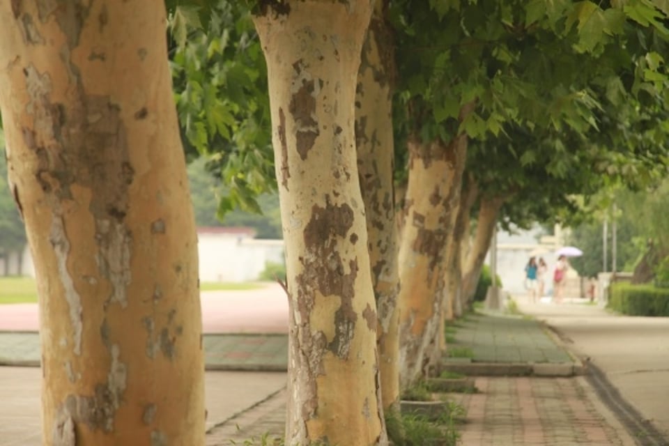 香樟叶子的味道