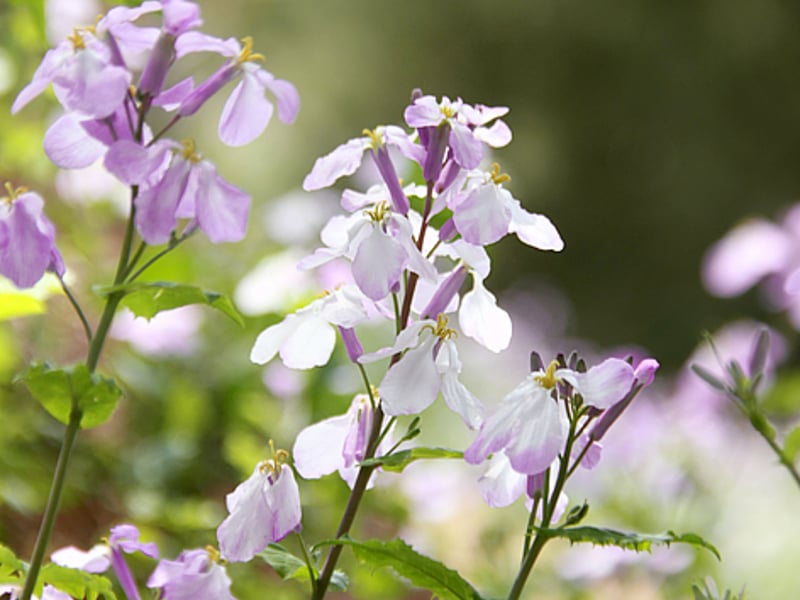 开满花朵的山坡