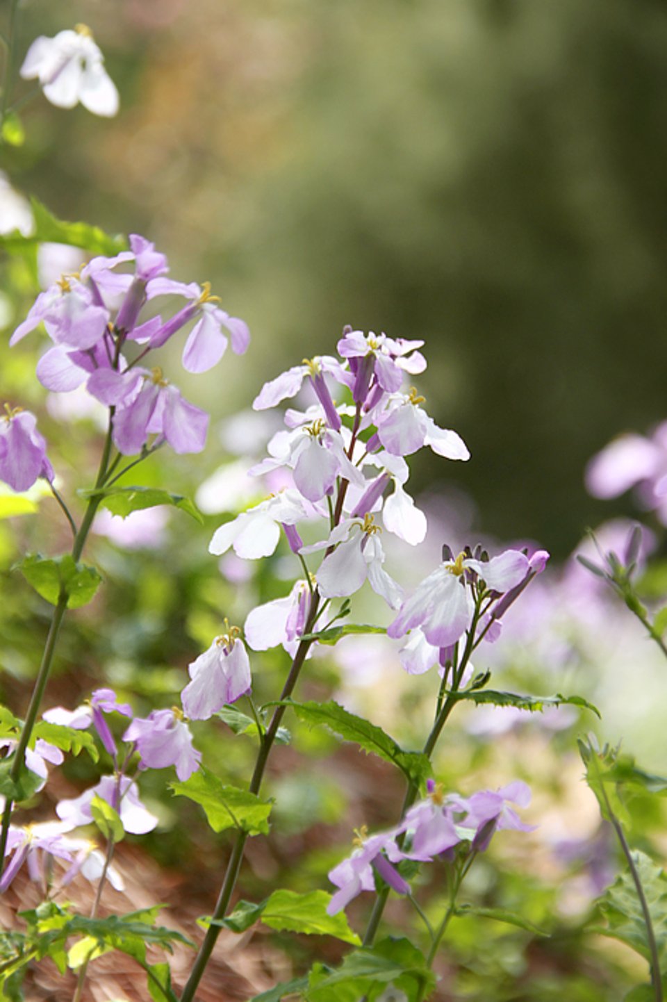 开满花朵的山坡