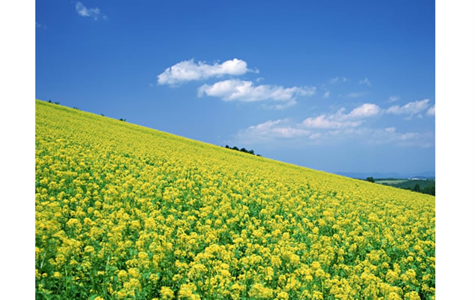 陌上花开可缓缓归矣