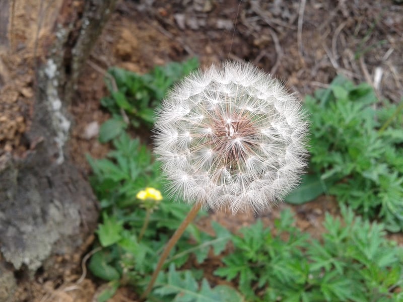 蒲公英的种子