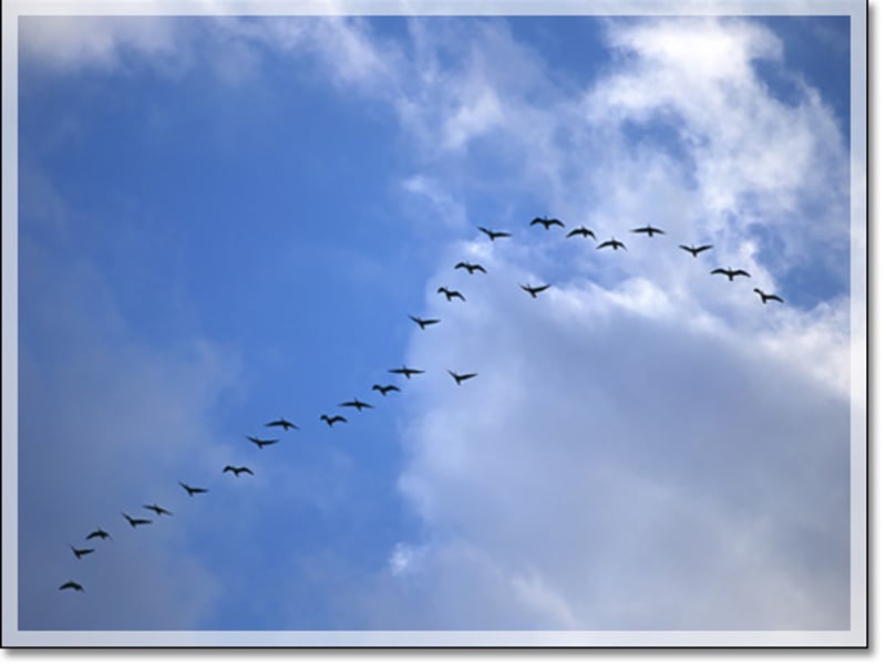 夏日荷香大雁南飞