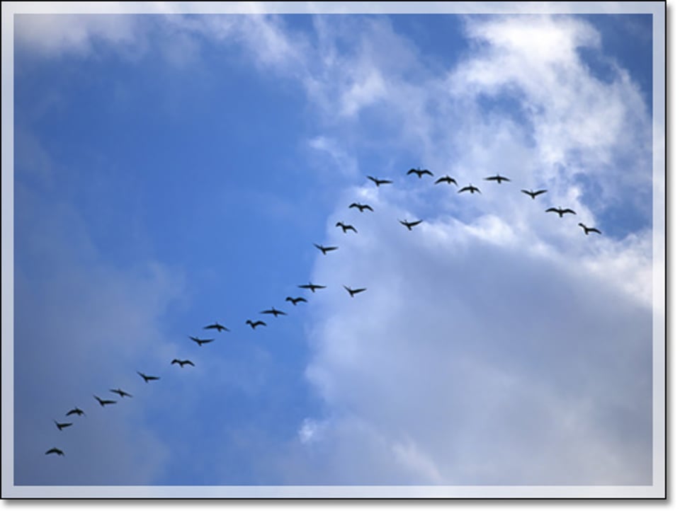 夏日荷香大雁南飞