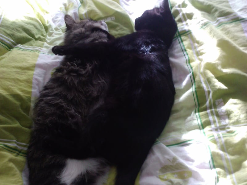 猫大皮和猫小黑