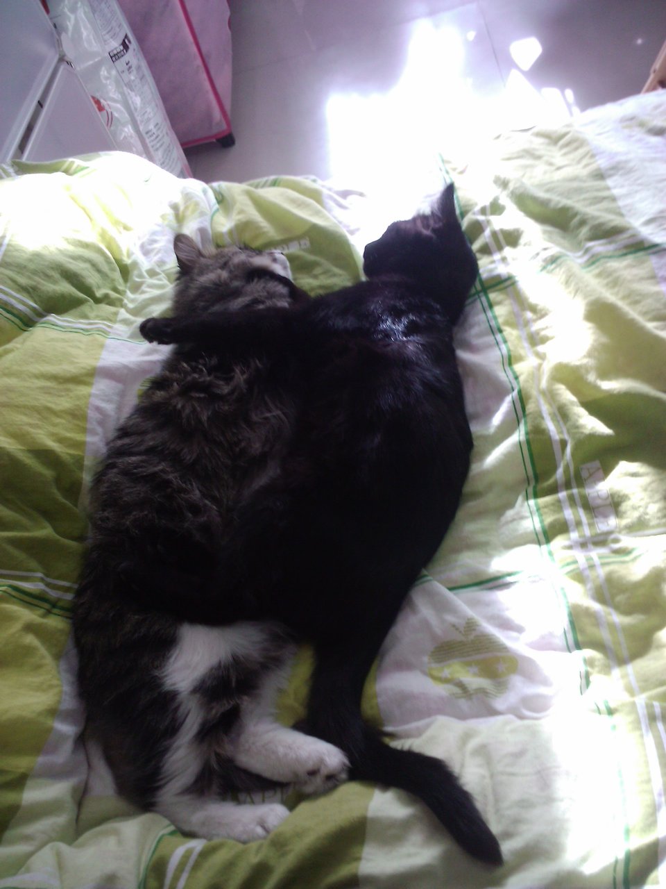 猫大皮和猫小黑