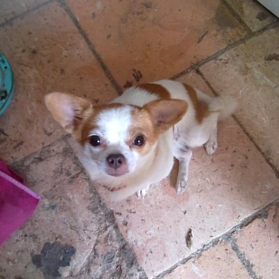 它最喜欢番茄跟冬瓜