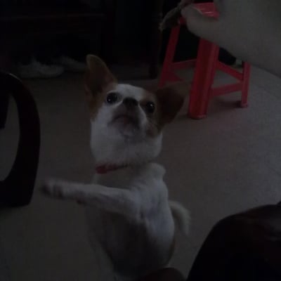 它最喜欢番茄跟冬瓜