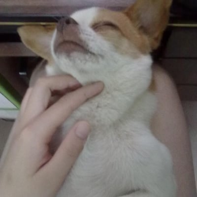 它最喜欢番茄跟冬瓜