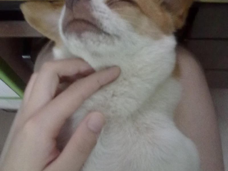 它最喜欢番茄跟冬瓜