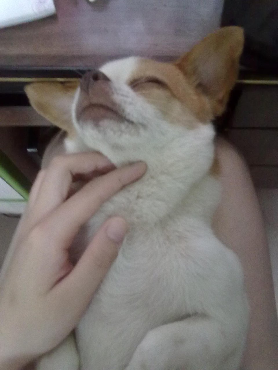 它最喜欢番茄跟冬瓜