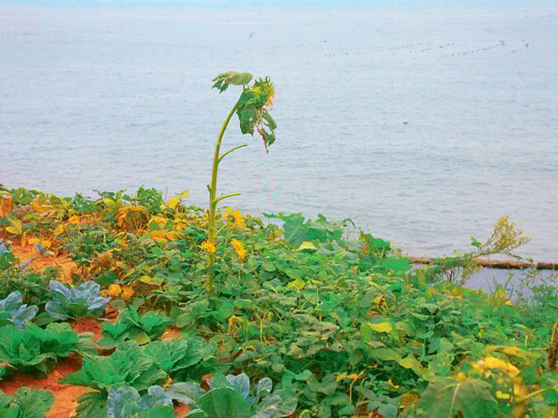 面朝大海春暖花开