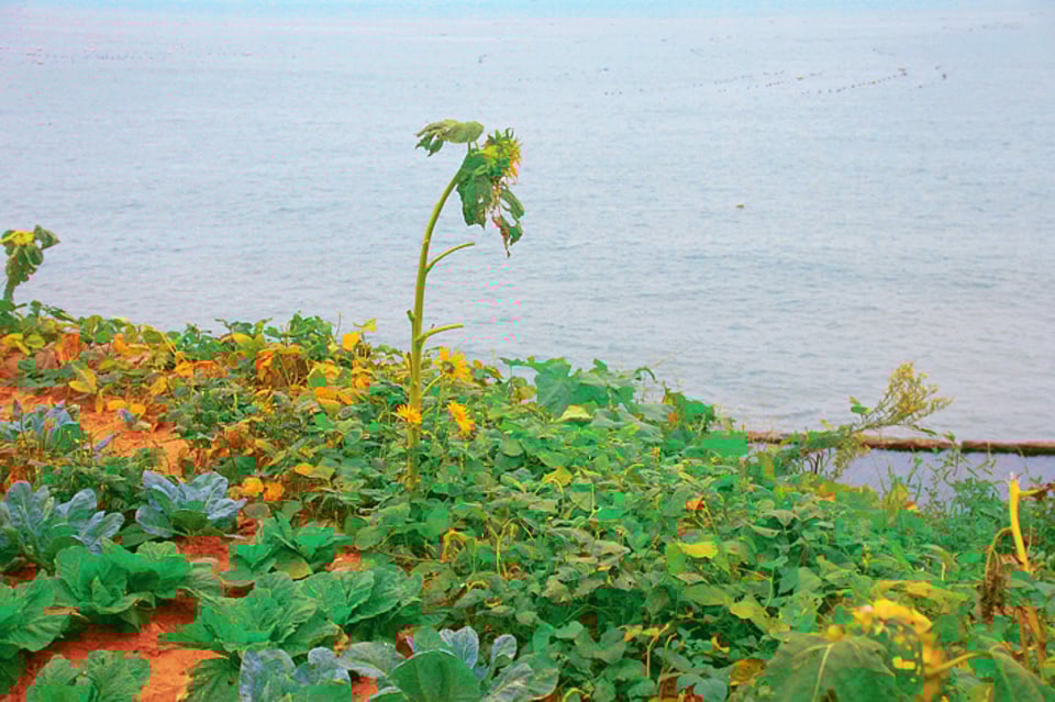 面朝大海春暖花开