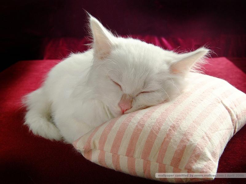 做只慵懒着晒着太阳的猫