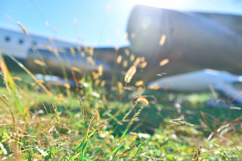 阳光下的狗尾草