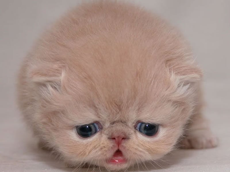 跟宠物或者玩偶说话