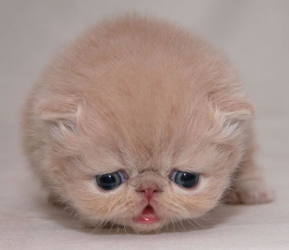 跟宠物或者玩偶说话