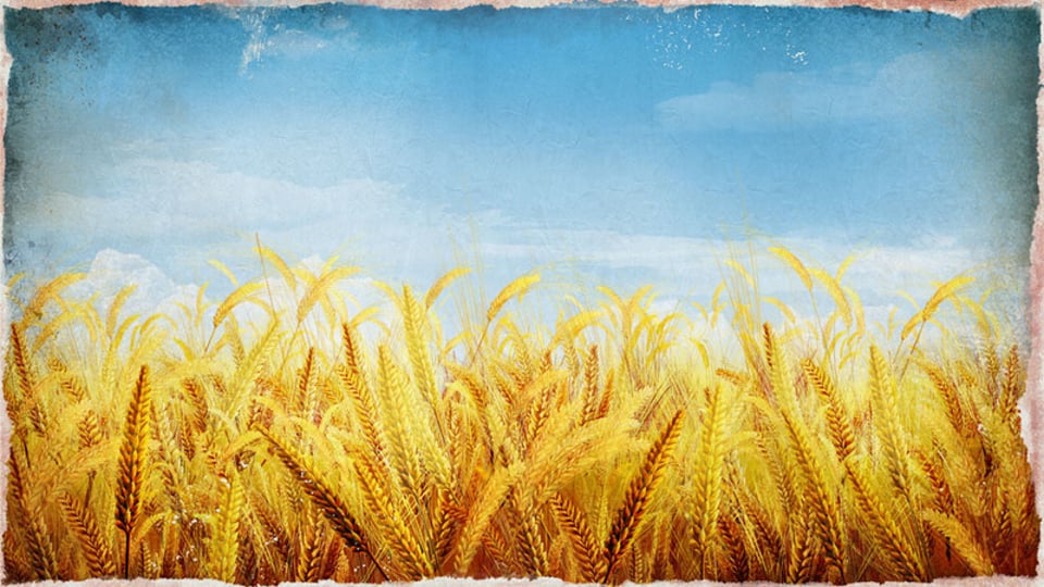 这个属于自己的控诉麦田