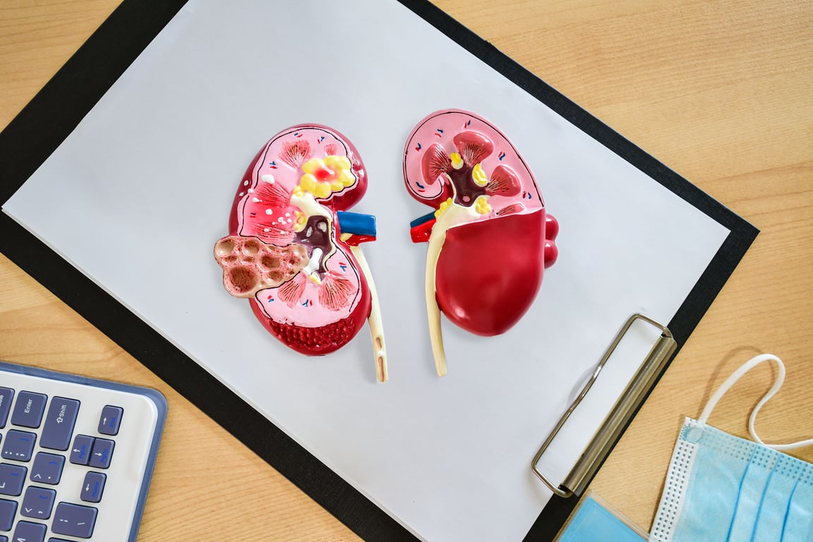 Kidney Function: Understanding Creatinine and eGFR