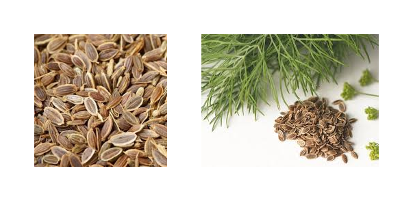 Dill Seed