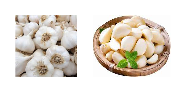 Garlic