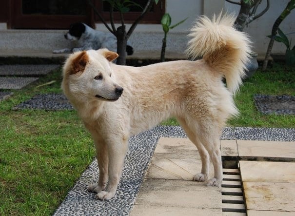 Kintamani Dog Physical Characteristics