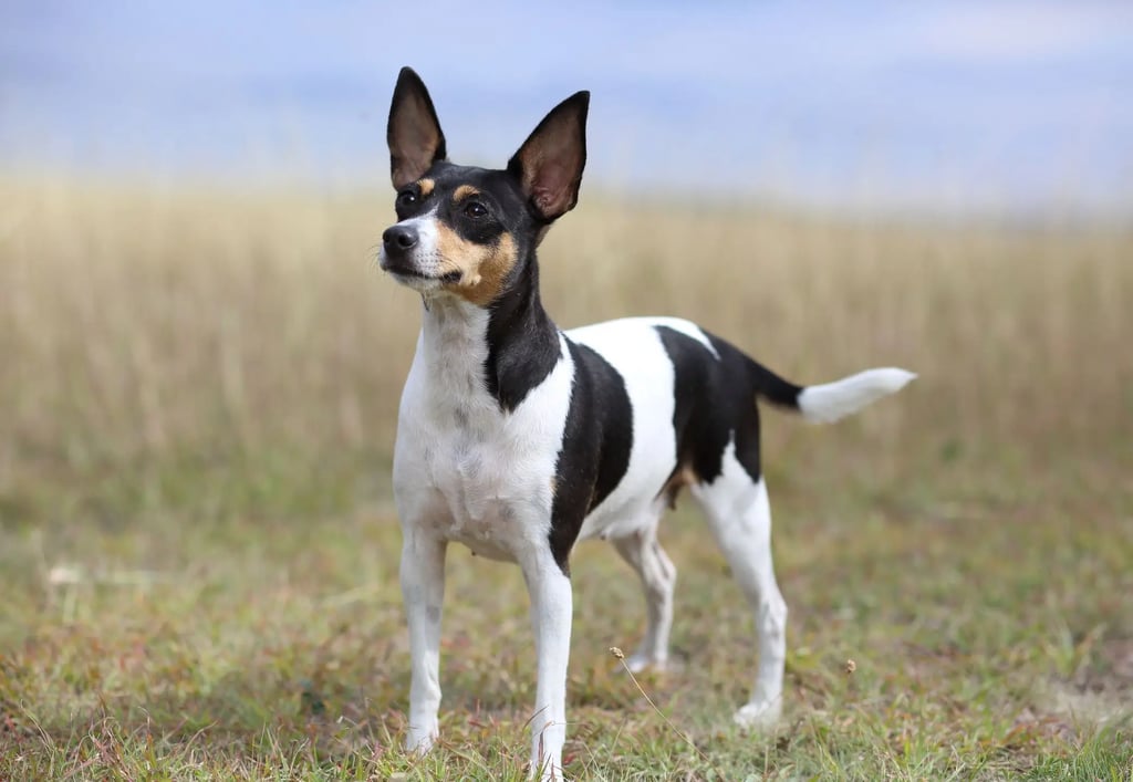 Toy Fox Terrier Dog